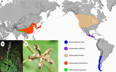 Molecular Phylogeny and Biogeography of Adenocaulon Highlight the Biogeographic Links between New World and Old World